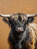 Schilderij: hooglander in houtskool