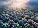 Landschapsfoto van hortensia bij de ochtendmist, met een bankje aan de rand