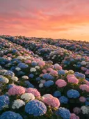 Landschapsfoto van hortensia bij de zonsondergang