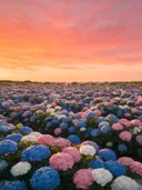 Landschapsfoto van hortensia bij de zonsondergang, met een kudde schapen