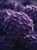 Macrofotografie van dauwdruppels op hortensia, glinsterlicht, dieppaars