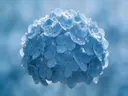 Macrofotografie van dauwdruppels op hortensia, glinsterlicht, hemelsblauw