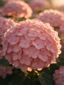Macrofotografie van dauwdruppels op hortensia, gouden gloed, zachtroze