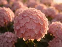 Macrofotografie van dauwdruppels op hortensia, gouden gloed, zachtroze