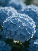 Macrofotografie van dauwdruppels op hortensia, regenboogglans, hemelsblauw