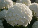 Macrofotografie van dauwdruppels op hortensia, sterrenglans, wit