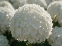 Macrofotografie van dauwdruppels op hortensia, sterrenglans, wit