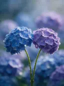 Fotografie van hortensia in na de regen