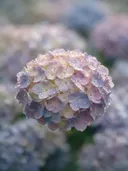 Fotografie van hortensia in na de regen