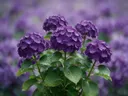 Fotografie van hortensia in na de regen, dieppaars