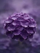 Fotografie van hortensia in na de regen, dieppaars