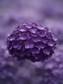Fotografie van hortensia in na de regen, dieppaars