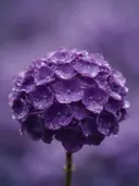 Fotografie van hortensia in na de regen, dieppaars