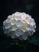 Fotografie van hortensia in na de regen