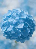 Fotografie van hortensia in na de regen, hemelsblauw