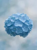 Fotografie van hortensia in na de regen, hemelsblauw