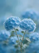 Fotografie van hortensia in na de regen, hemelsblauw