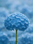 Fotografie van hortensia in na de regen, hemelsblauw