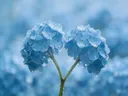 Hortensia