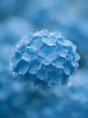 Fotografie van hortensia in na de regen, hemelsblauw