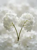 Fotografie van hortensia in na de regen, wit