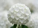 Fotografie van hortensia in na de regen, wit