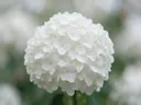 Fotografie van hortensia in na de regen, wit