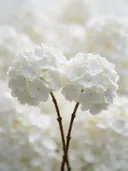Fotografie van hortensia in na de regen, wit