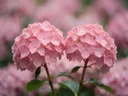 Fotografie van hortensia in na de regen, zachtroze