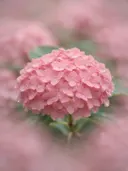 Fotografie van hortensia in na de regen, zachtroze