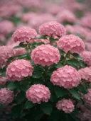 Fotografie van hortensia in na de regen, zachtroze