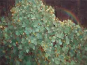 Hortensia van dichtbij in zeegroen, schilderij van hortensia van dichtbij