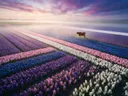 Landschapsfoto van hyacint bij de ochtendmist, met een koe aan de rand van het veld