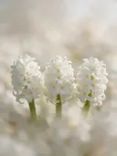 Fotografie van hyacint in de dauw, wit