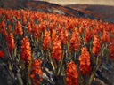 Hyacint op de helling in vuur, schilderij van hyacint