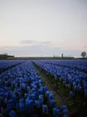 Laag standpunt over een veld blauwe hyacinten met een trein op de achtergrond.
