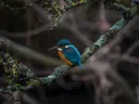 IJsvogel met blauw en oranje verenkleed gezeten op een tak tussen begroeide takken