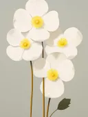 Illustratie van witte anemonen met gele hartjes tegen een groene achtergrond.