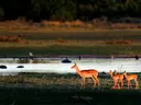 Impala met jongen bij een waterpoel tijdens gouden uur.