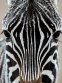 Close-up van het gestreepte gezicht van een zebra die recht in de camera kijkt