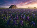 Landschapsfoto van iris bij het gouden uur, met een verweerde schuur aan de rand van het veld