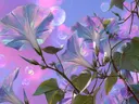 Schilderij van iriserende windebloemen met zeepbellen