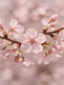Fotografie van japanse sierkers in de dauw