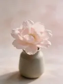 Fotografie van japanse sierkers in de dauw, bleekroze