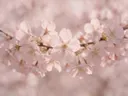 Fotografie van japanse sierkers in de dauw, bleekroze