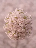 Fotografie van japanse sierkers in de dauw, bleekroze