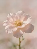 Fotografie van japanse sierkers in de dauw, bleekroze