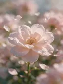Fotografie van japanse sierkers in de dauw, bleekroze
