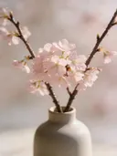 Fotografie van japanse sierkers in de dauw, bleekroze