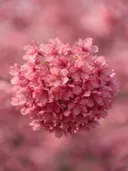 Fotografie van japanse sierkers in de dauw, dieproze